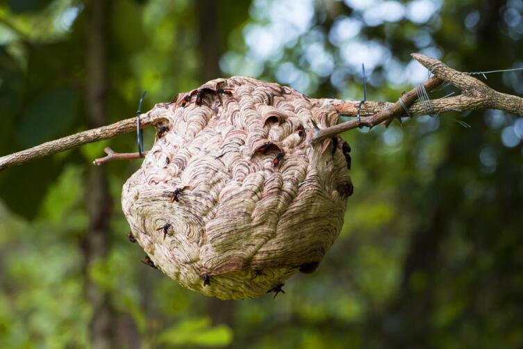 Почему кусаются осы и как избавиться от опасного соседства?
