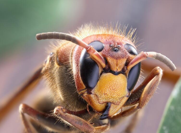 Почему кусаются осы и как избавиться от опасного соседства?