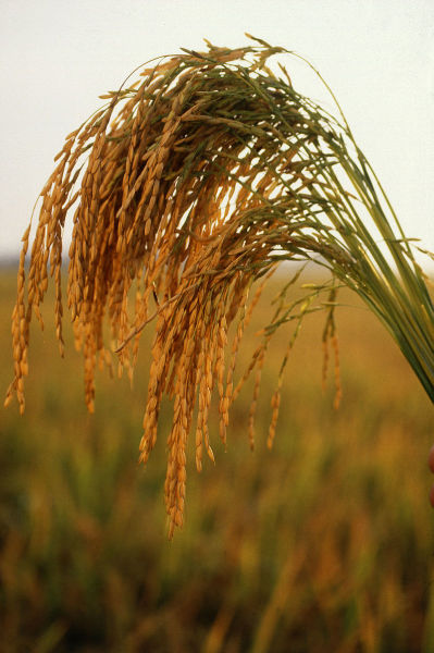 Первые зерновые культуры которые научились выращивать люди