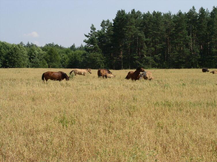 Лошади пасутся на поле овса в Минской области Белоруссии