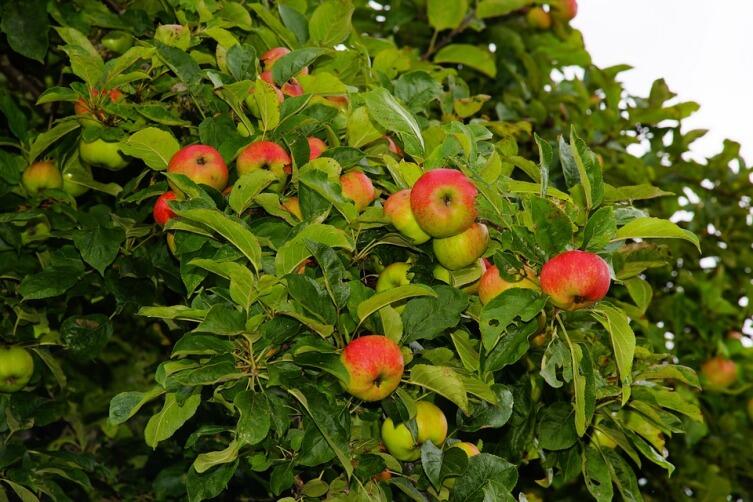 Что приготовить в летнюю жару из яблок?