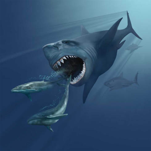 Гигантская акула вымерла или все еще существует?