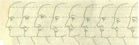 Соотношение частей лица