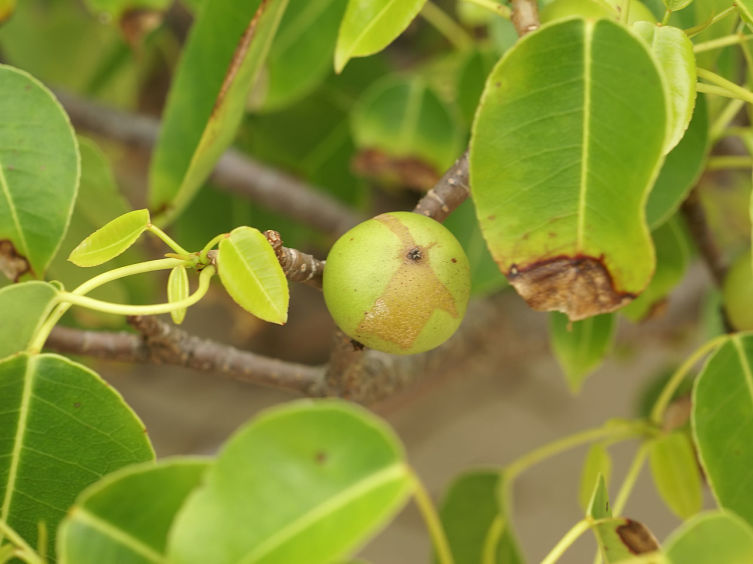 Листья и плод Манцинеллового дерева