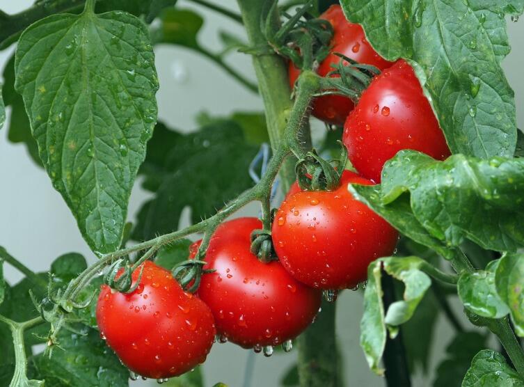 Что такое помидор и как его готовить?