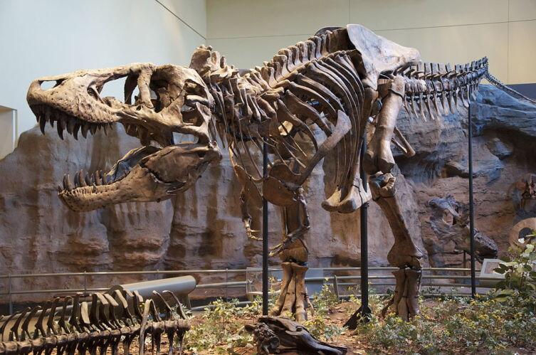 Тираннозавр Рекс в экспозиции Музея естественной истории Карнеги