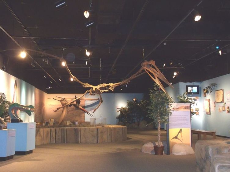 Скелет птерозавра, демонстрируемый в Аризонском музее естественной истории