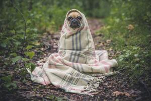 Порой осень влияет на собак так же, как на людей: у них тоже начинается депрессия! 