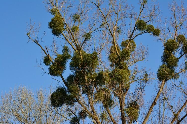 Омела, паразитирующая на дереве