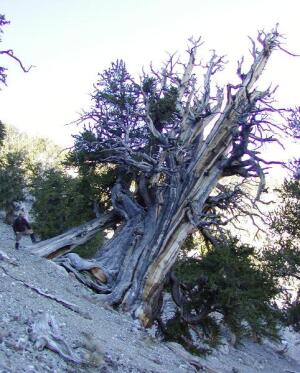 Одно из самых больших старых деревьев (C.J. Earle)