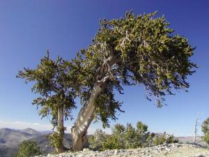 Шестиметровое дерево в Cave Mountain, Nevada [C.J. Earle)
