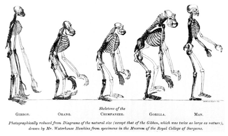 Изображение с фронтисписа работы Хаксли Evidence as to Man’s Place in Nature 1863 г., на котором сопоставляются скелеты обезьян и человека