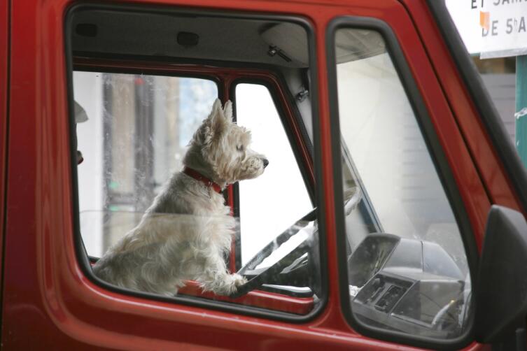 Собаки не могут дотянуться до педалей, поэтому и не водят автомобиль