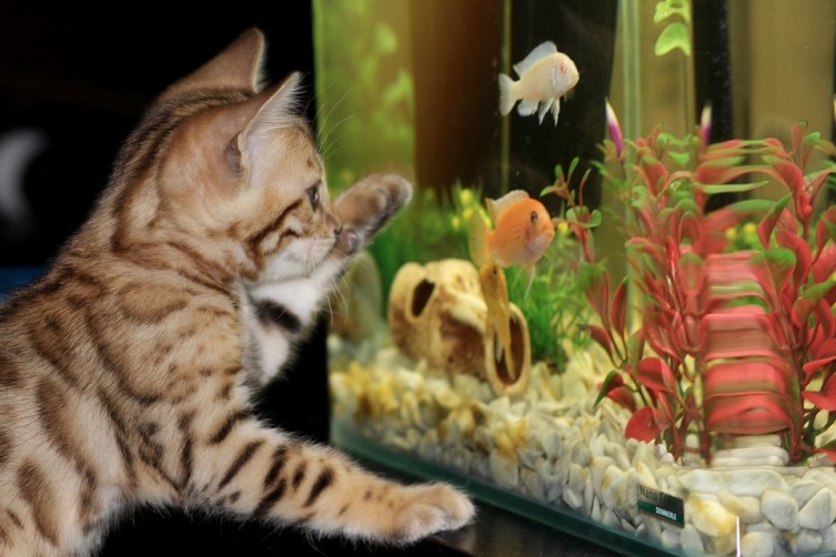 Что мы знаем об изобретателе аквариума?