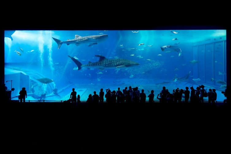 Современный аквариум, Окинава, Япония