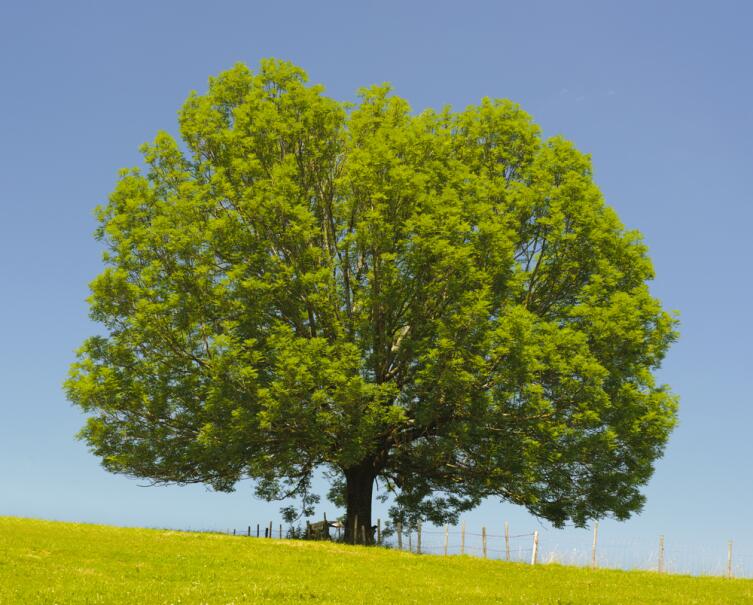 Почему ясень — священное дерево?