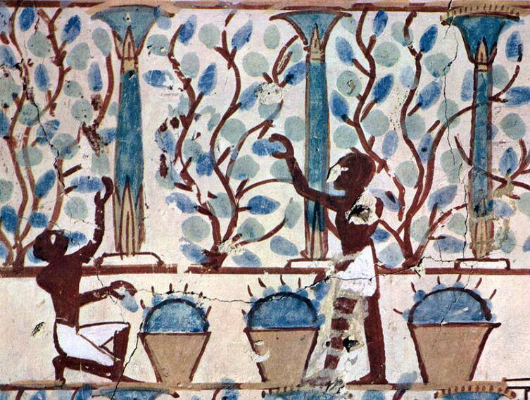Египтяне собирают урожай фруктов для производства вина. худ. Maler der Grabkammer des Nebamun, около 1422—1411 гг.