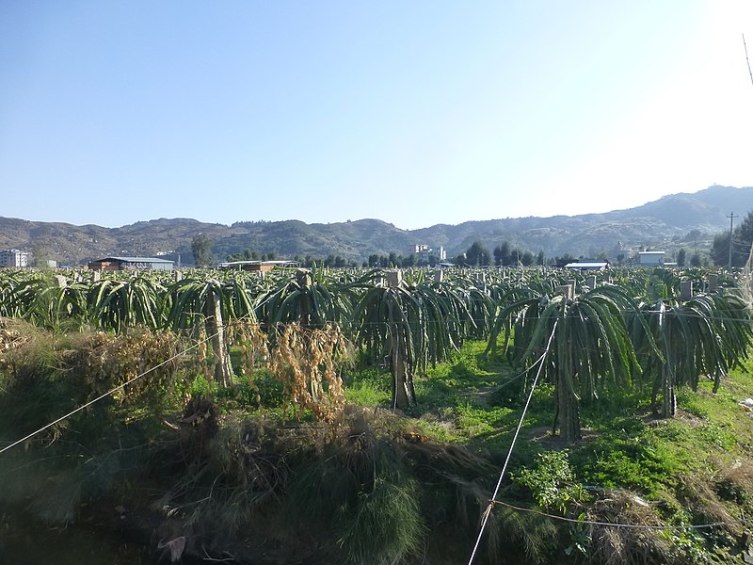 Поле кактусов, дающих плод питайя, в округе Ляньцзян, Фуцзянь, Китай