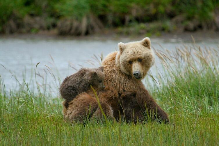 Медведица зовет медвежат на обед и они это понимают