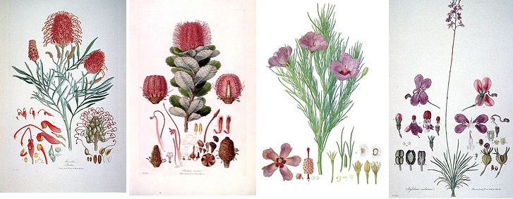 Ботанические иллюстрации работы Ф. Бауэра из книги «Illustrationes Florae Novae Hollandiae»