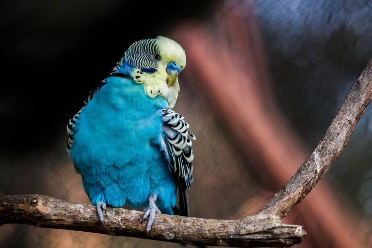 Может ли домашний попугай быть шпионом? Животные как тайные агенты