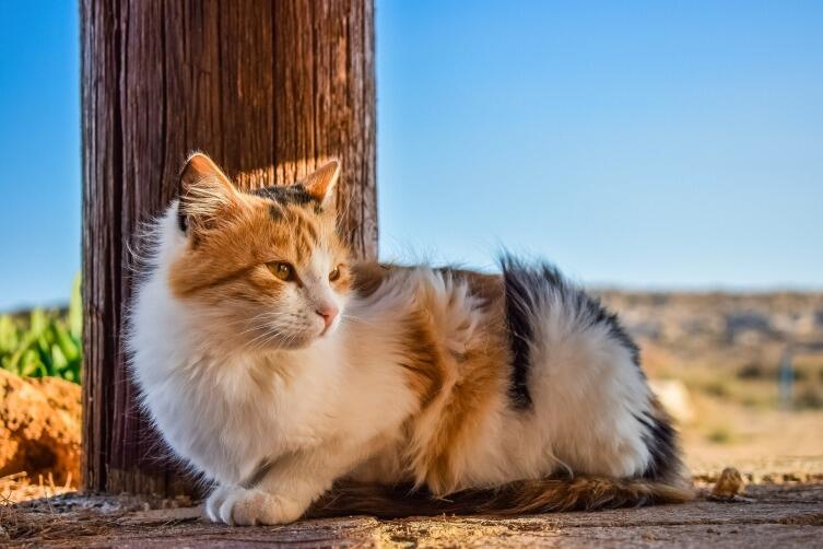 Чем грозит мочекаменная болезнь у кошек: как её избежать или лечить?