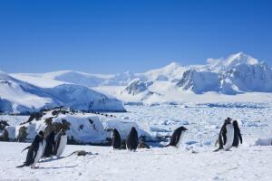 Есть ли сегодня жизнь  в Антарктиде? Под толщей льда