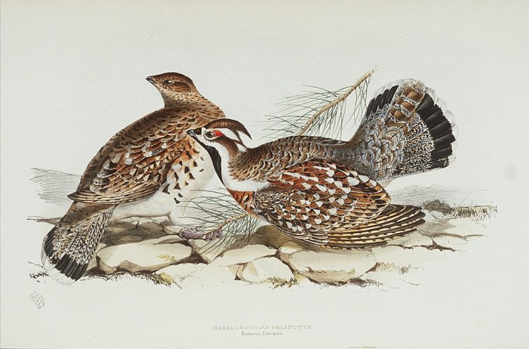Самец (справа) и самка рябчика. Вес птичек 300-580 г.