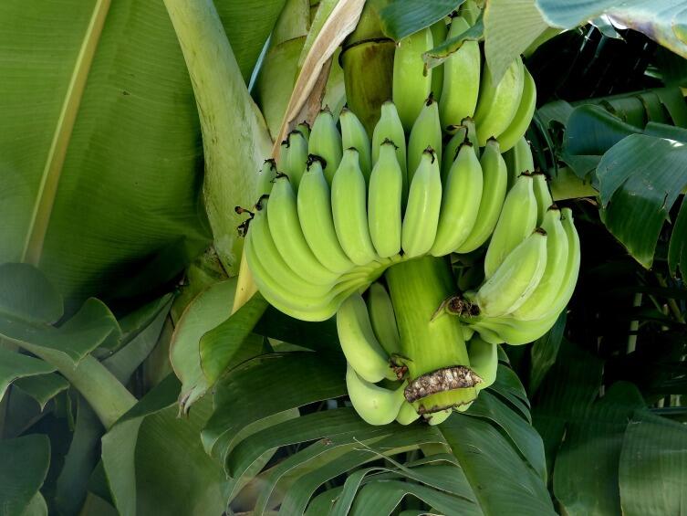 Можно ли лечиться бананами?