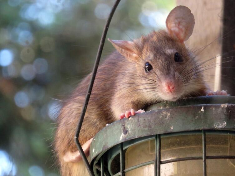 Как кормить домашнюю крысу?