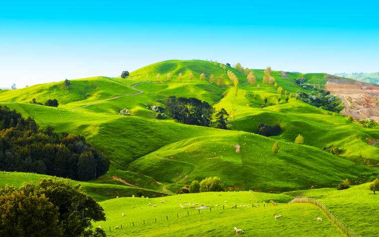 Холмы в Новой Зеландии