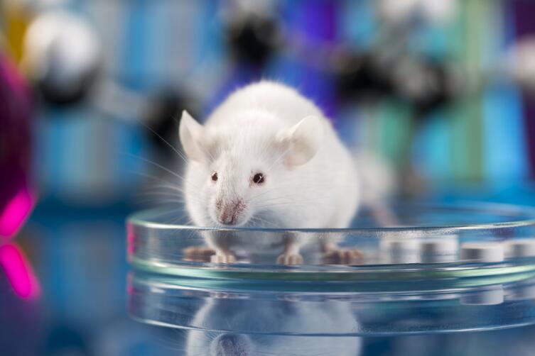 Подопытных мышей кормят только одним продуктом, неудивительно, что они чувствуют себя не очень хорошо
