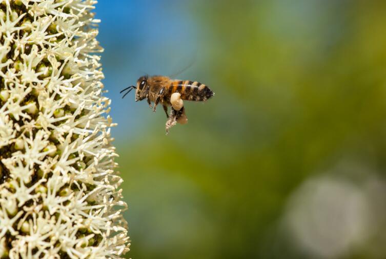 Пчела летит на цветки ксанторреи