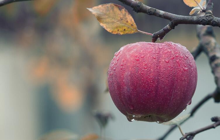 Какова роль яблока в нашей жизни и истории?