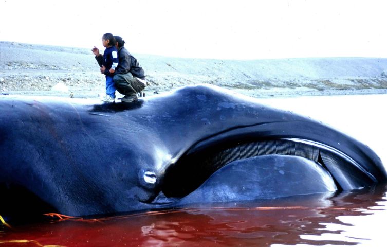 Гренландский кит, пойманный эскимосами на традиционной охоте в Иглулике (Нунавут) в 2002 году