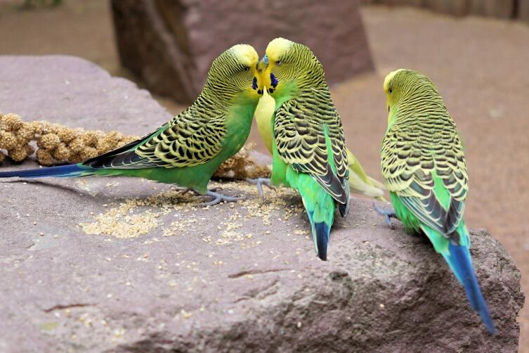 Волнистые попугаи прекрасно ладят между собой