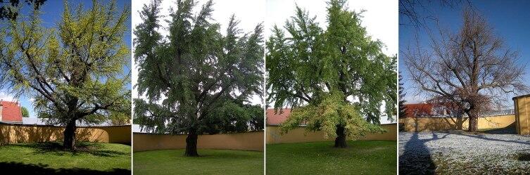 Дерево гинкго в апреле, июне, октябре и ноябре. Шёнбрунн, Вена, Австрия