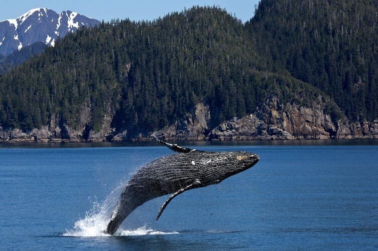 Горбатый кит у берегов Аляски