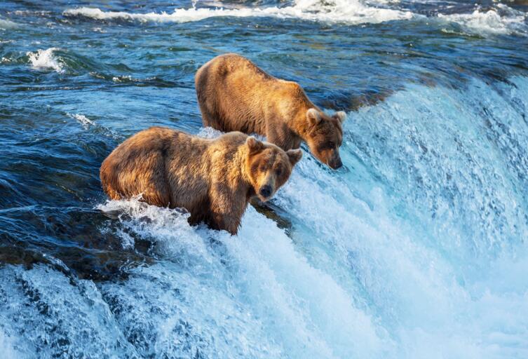 Медведи на Аляске