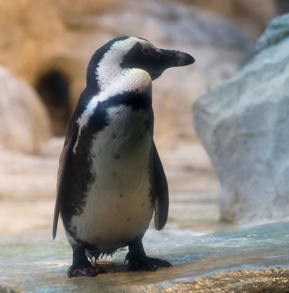 Пингвины часто становятся добычей акул