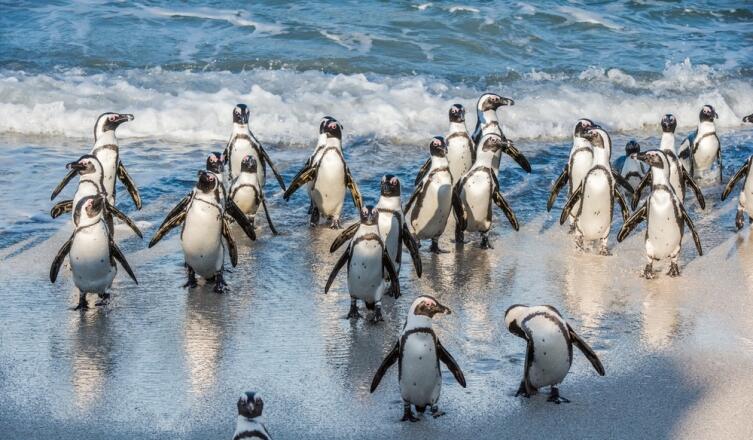 Живут ли в Африке пингвины?