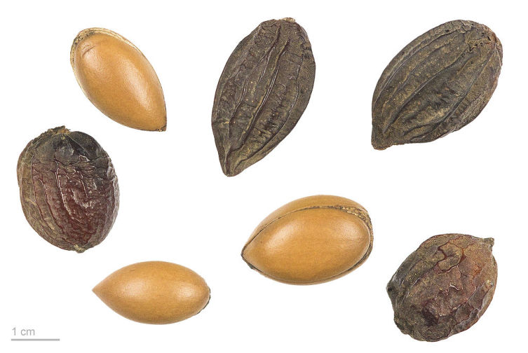 Плоды и семена аргании
