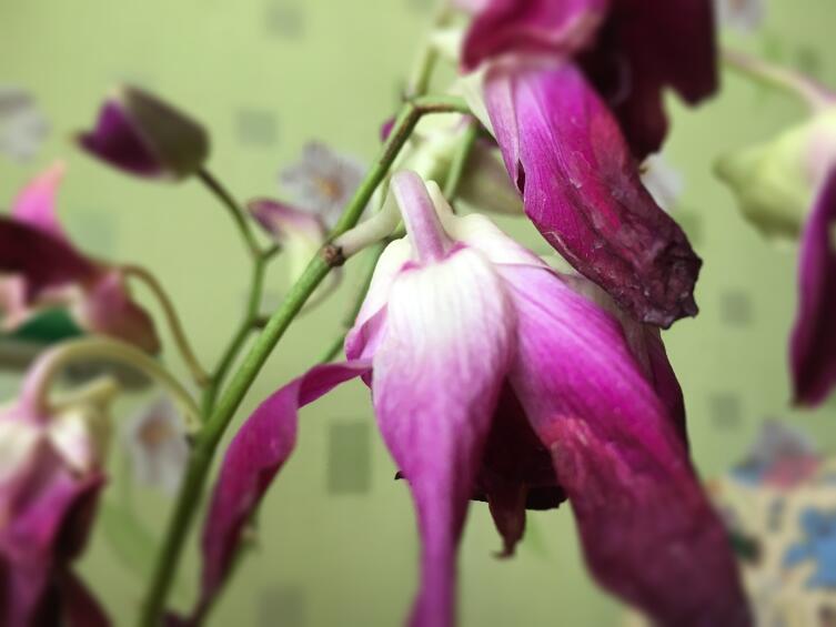 Как сохранить срезанные орхидеи? Личный опыт