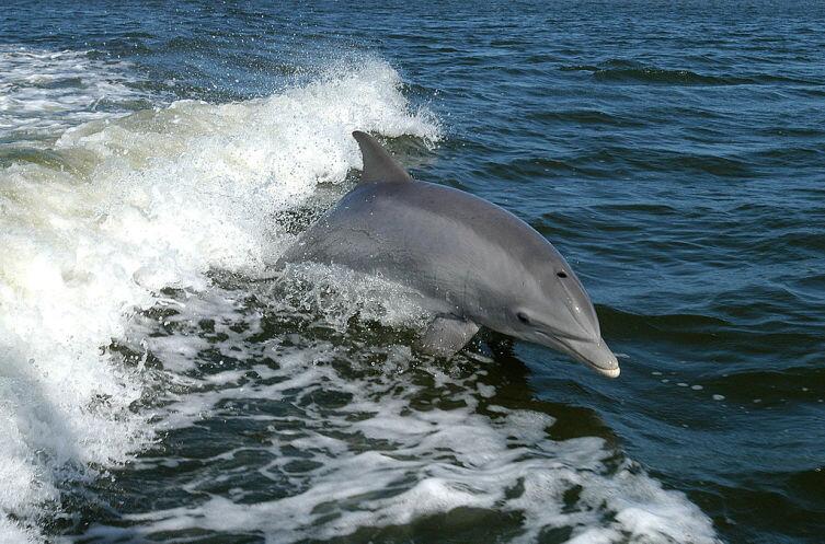 Дельфин-афалина в Черном море
