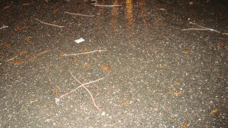 Массовый выход земляных червей на асфальтовую дорожку во время дождя