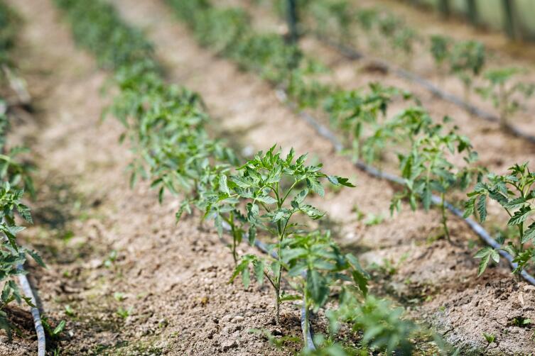 Безрассадный способ выращивания томатов. Чем он привлекателен для огородников?