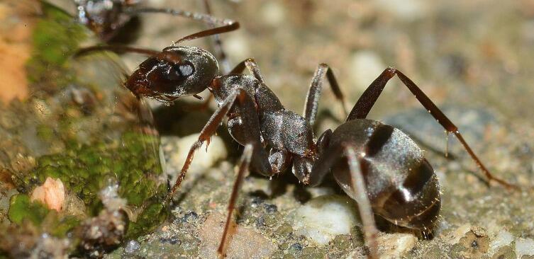 В мире животных. Как видят и слышат муравьи?