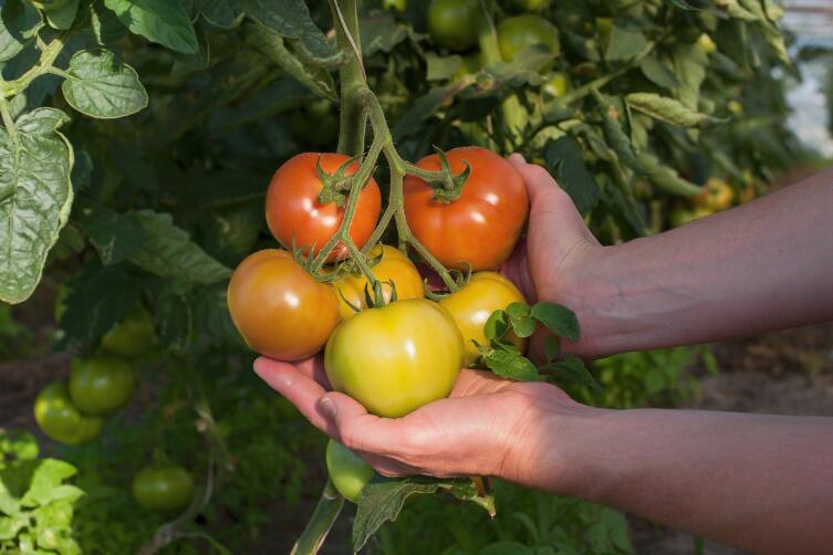 Как привить перец на томат или вырастить томат на двух корнях?