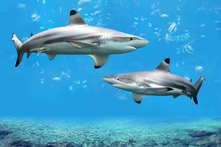 Филиппины: где можно поплавать с акулами?
