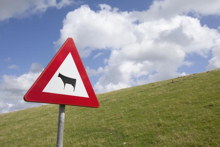 Что делать, если на дороге сбили корову?